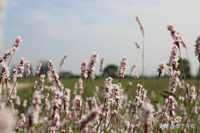 但愿没有烦恼-无欲无求就没有烦恼了吗？