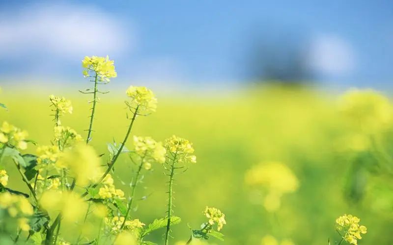 让生活过得简单的短句_领悟简单生活真谛_简单生活心态句子