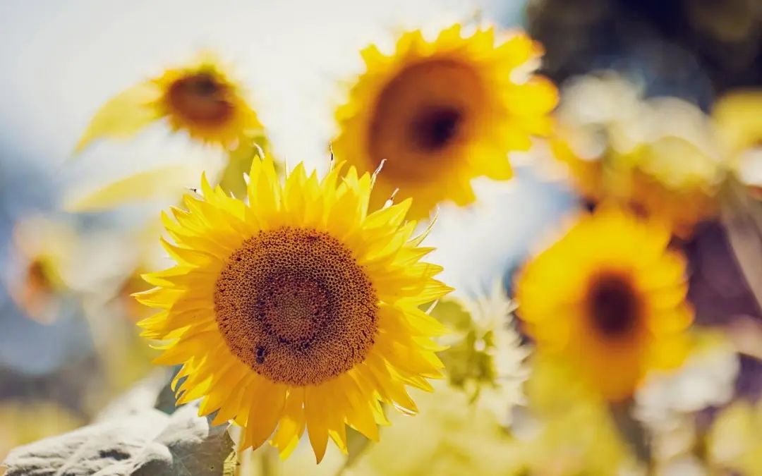 让生活过得简单的短句_领悟简单生活真谛_简单生活心态句子