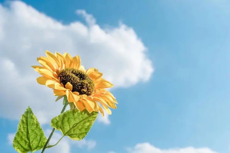 领悟简单生活真谛_简单生活心态句子_让生活过得简单的短句