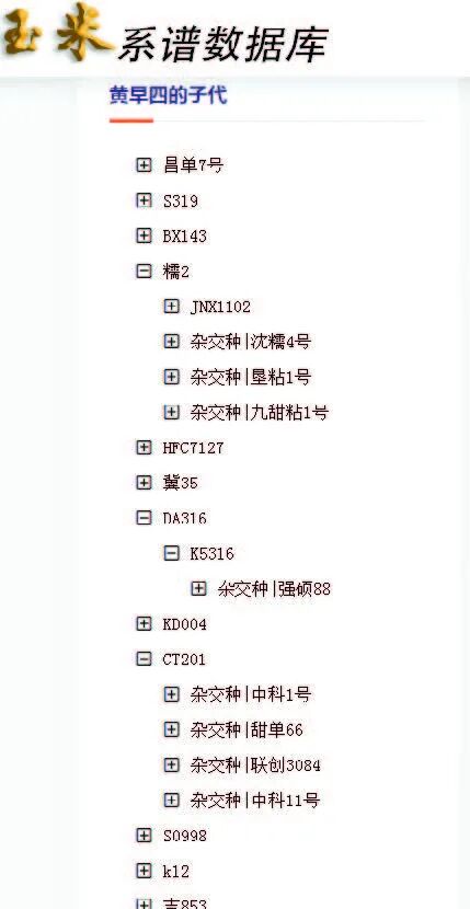 中国玉米品种系谱查询_中国玉米新品种信息网_玉米自交系系谱数据库