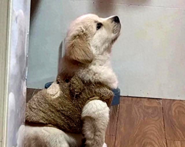 狗狗跟着回家是好事吗-如果你家狗有这6个“旺家”特征，可真是捡到宝了，越养越有福