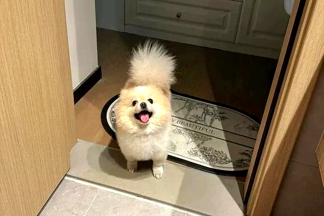 养狗好处_狗狗跟着回家是好事吗_狗狗旺家特征