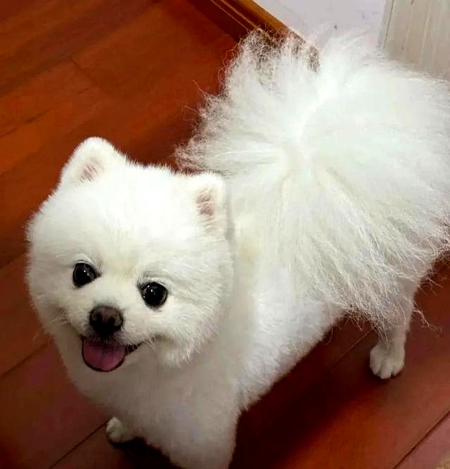 狗狗旺家特征_养狗好处_狗狗跟着回家是好事吗