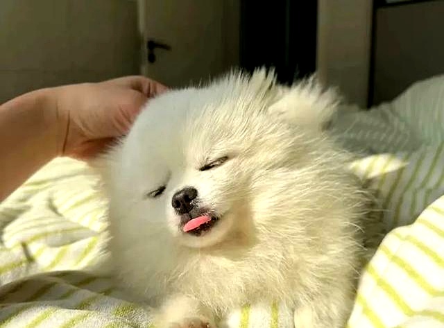 狗狗跟着回家是好事吗_狗狗旺家特征_养狗好处