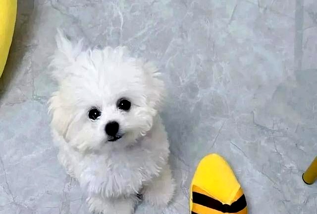 狗狗跟着回家是好事吗_养狗好处_狗狗旺家特征