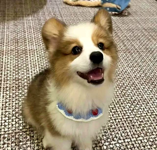 狗狗跟着回家是好事吗_狗狗旺家特征_养狗好处