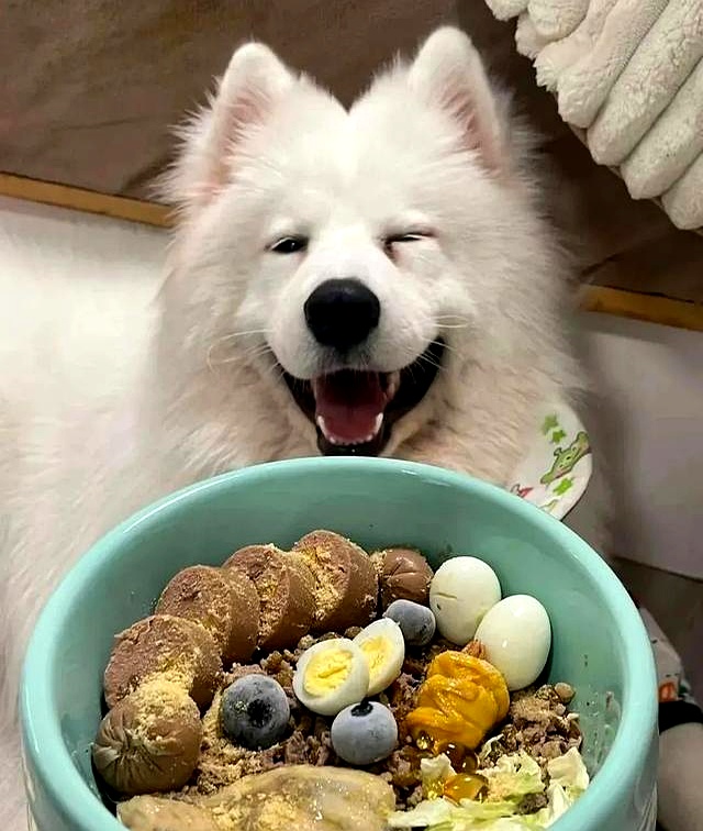 养狗好处_狗狗旺家特征_狗狗跟着回家是好事吗